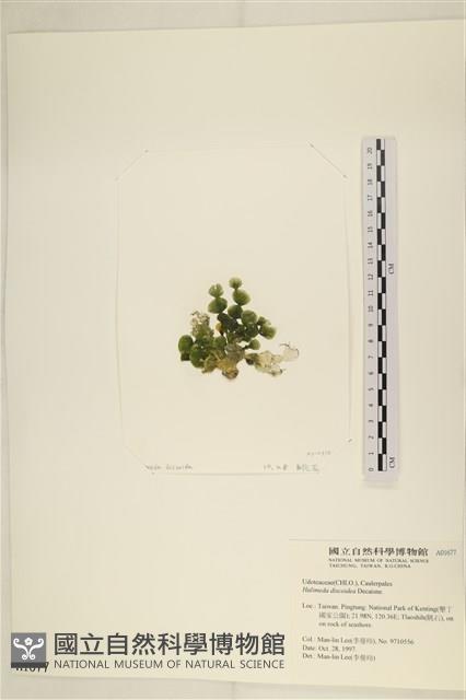 盤狀仙掌藻藏品圖，第3張