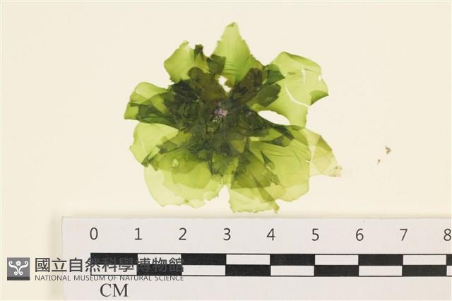 茶花石蓴, 牡丹菜藏品圖，第1張