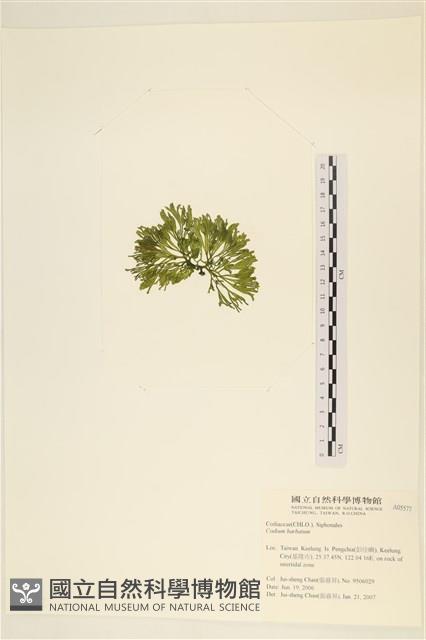 登錄號:A00005577藏品圖，第3張