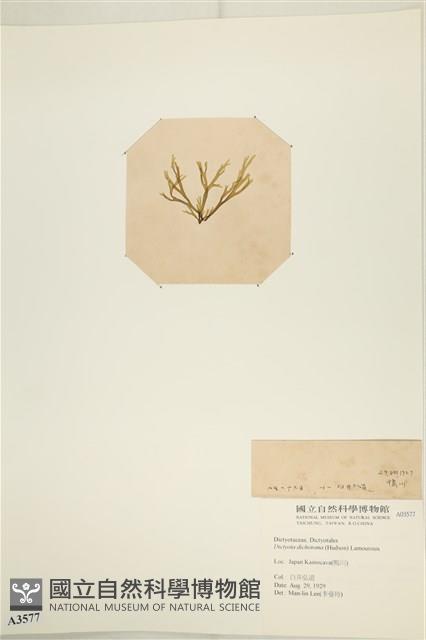 網目藻藏品圖，第3張