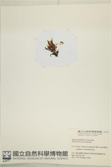 鹿角網地藻藏品圖，第3張