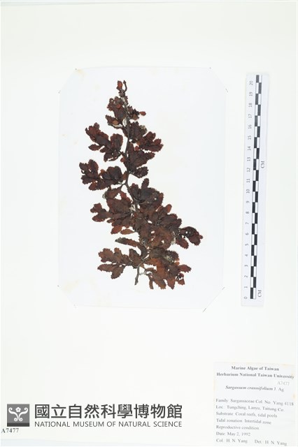 厚葉馬尾藻藏品圖，第1張