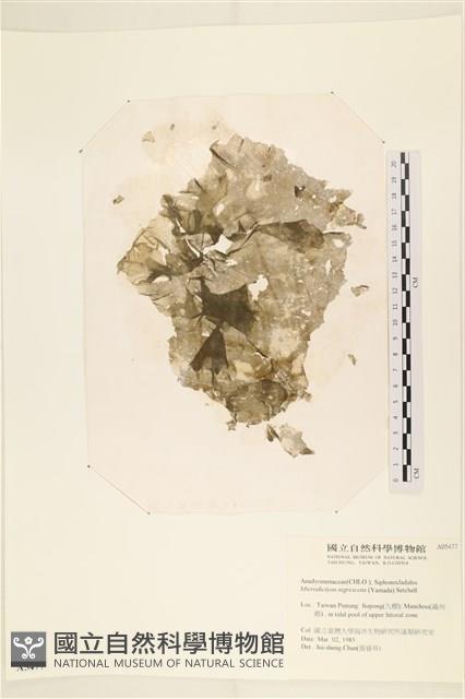 黑葉小網藻藏品圖，第1張