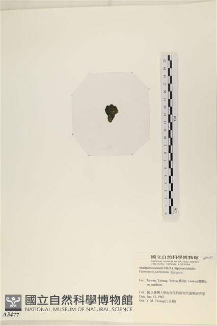 指枝藻藏品圖，第3張