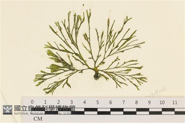 登錄號:A00006877藏品圖，第1張