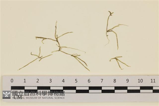 登錄號:A00004377藏品圖，第1張