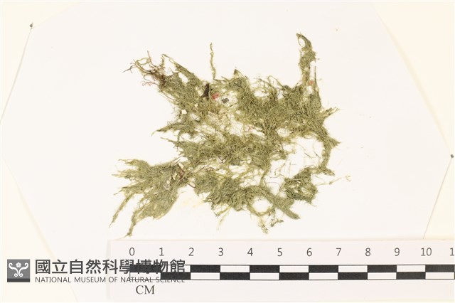 偏列羽藻藏品圖，第1張