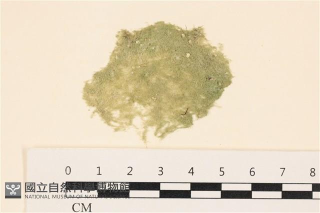 布氏藻藏品圖，第1張