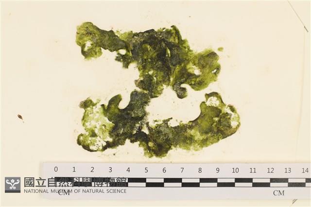 阿拉伯松藻藏品圖，第1張