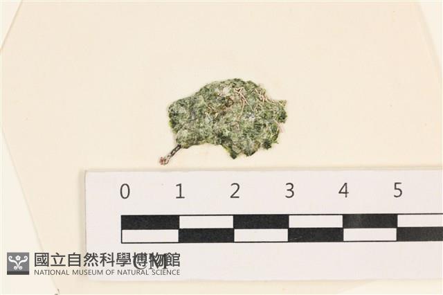 法囊藻藏品圖，第1張