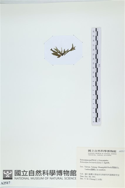 登錄號:A00002517藏品圖，第3張