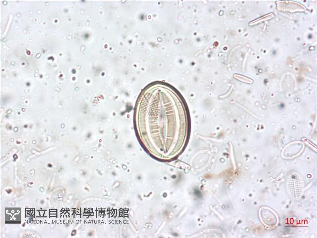 登錄號:A00004517藏品圖，第3張