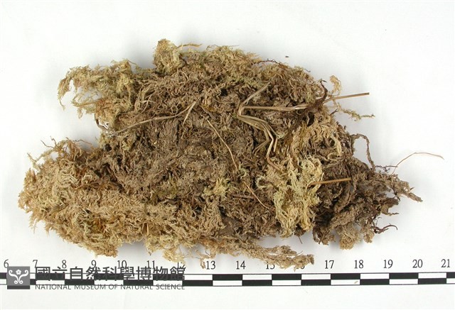 偏葉泥炭蘚藏品圖，第3張