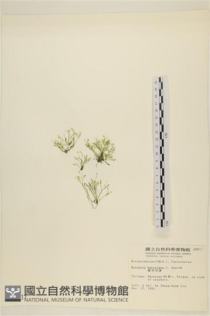 Accession Number:A00000517 Collection Image, Figure 3, Total 3 Figures