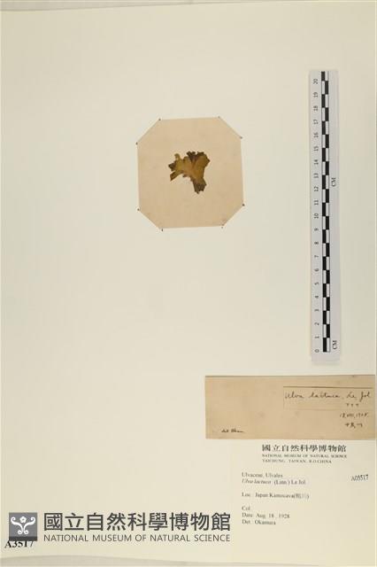 大石蓴, 石蓴藏品圖，第3張