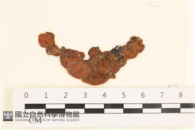 袋苔, 囊藻藏品圖，第1張
