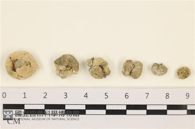 網球藻藏品圖，第1張