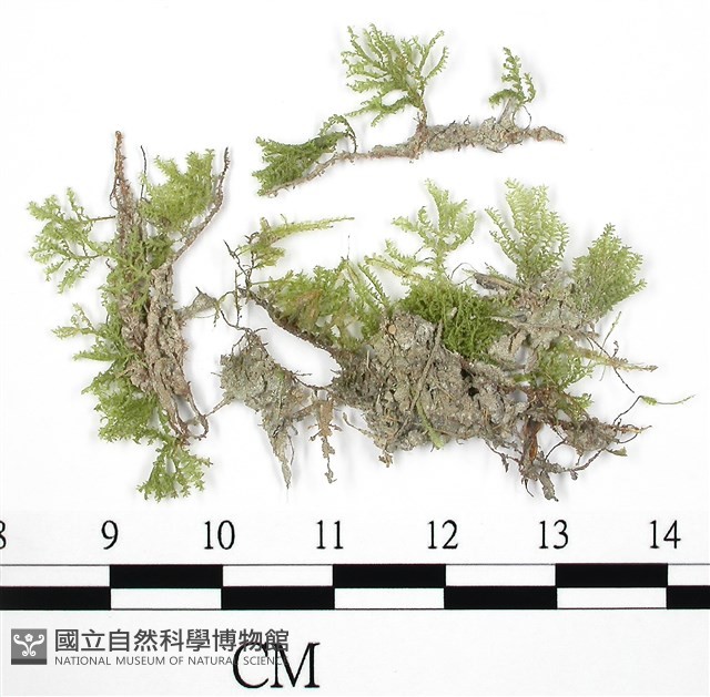 南亞孔雀蘚藏品圖，第3張
