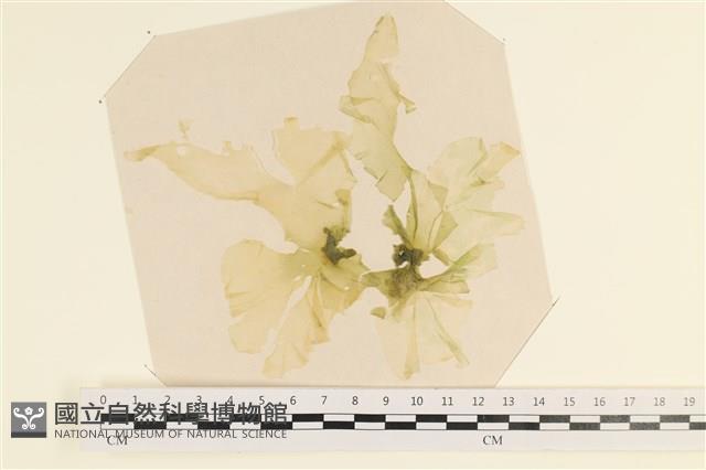 登錄號:A00003097藏品圖，第1張