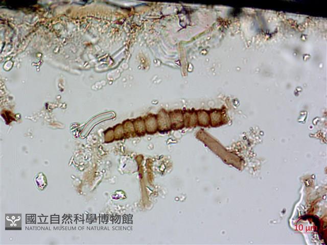 登錄號:A00004597藏品圖，第3張
