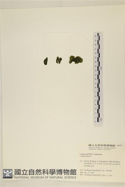 登錄號:A00005597藏品圖，第3張