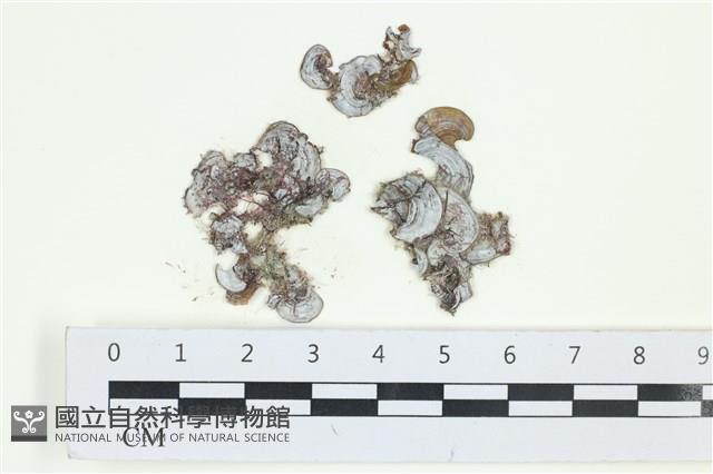 南方團扇藻藏品圖，第1張