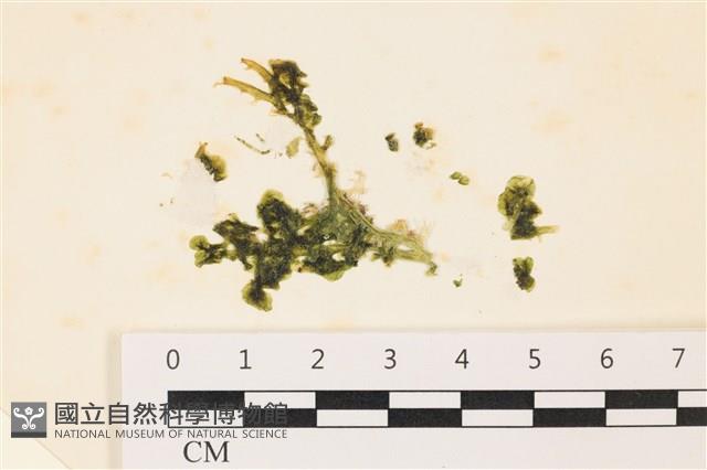 盾葉蕨藻藏品圖，第1張