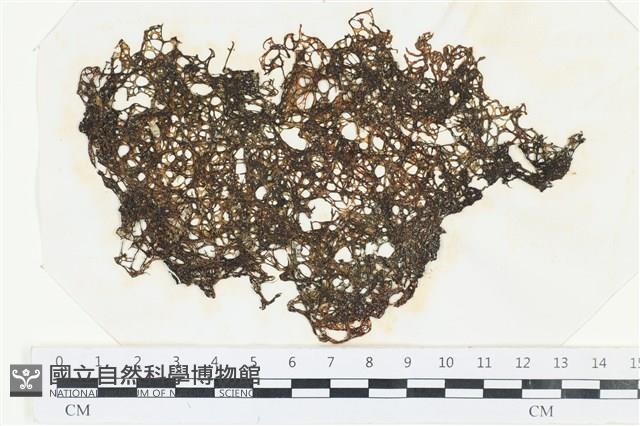 網胰藻藏品圖，第1張