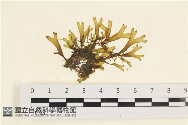 網目藻藏品圖，第1張