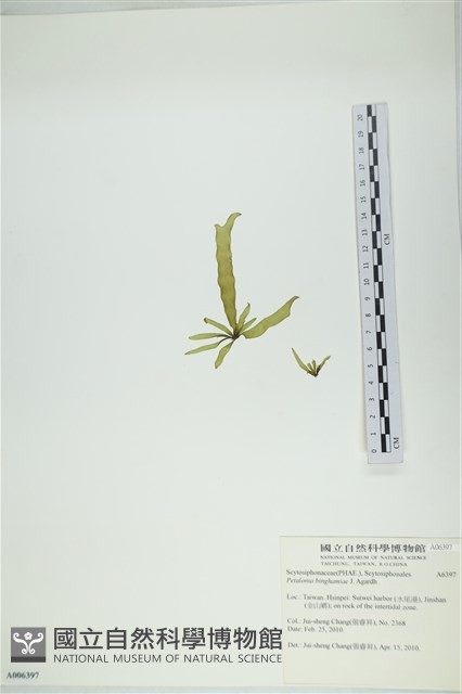 葉苔, 小海帶藏品圖，第3張