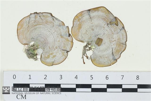 登錄號:A00001397藏品圖，第1張