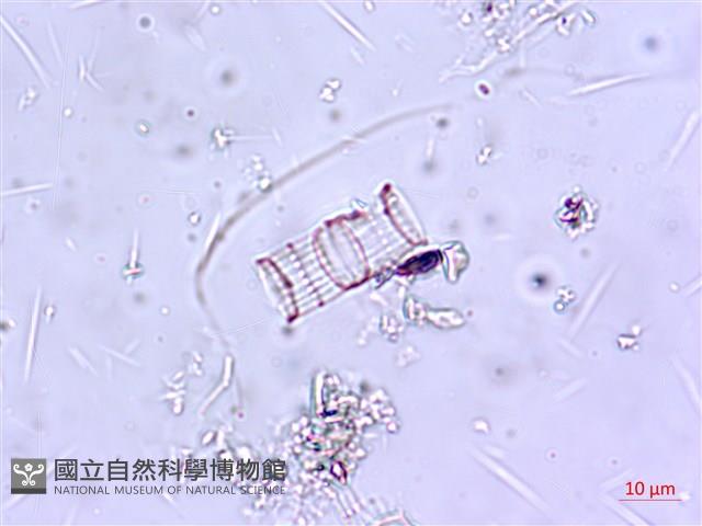 登錄號:A00004647藏品圖，第3張