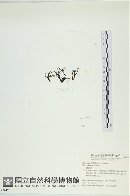 石牙藻, 石牙菜, 鐵釘菜藏品圖，第3張