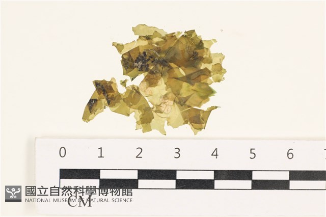 茶花石蓴, 牡丹菜藏品圖，第1張