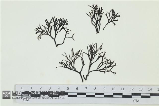 石牙藻, 石牙菜, 鐵釘菜藏品圖，第1張
