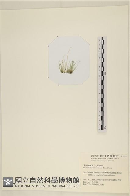 腸滸苔, 河石髮藏品圖，第3張