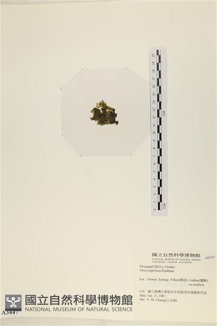 茶花石蓴, 牡丹菜藏品圖，第3張