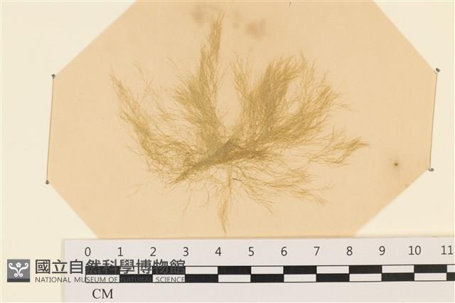 登錄號:A00003947藏品圖，第1張