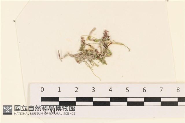 登錄號:A00002347藏品圖，第1張