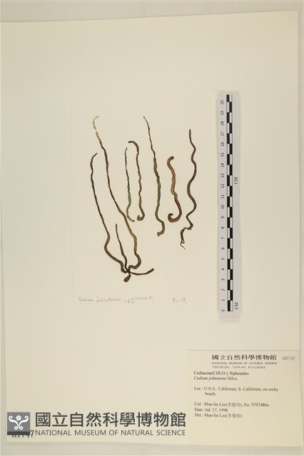 登錄號:A00001747藏品圖，第1張