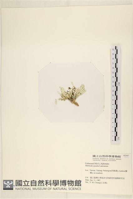 仙掌藻, 海仙人掌藏品圖，第3張