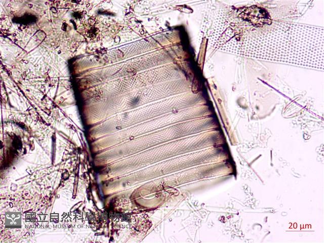 登錄號:A00004567藏品圖，第3張
