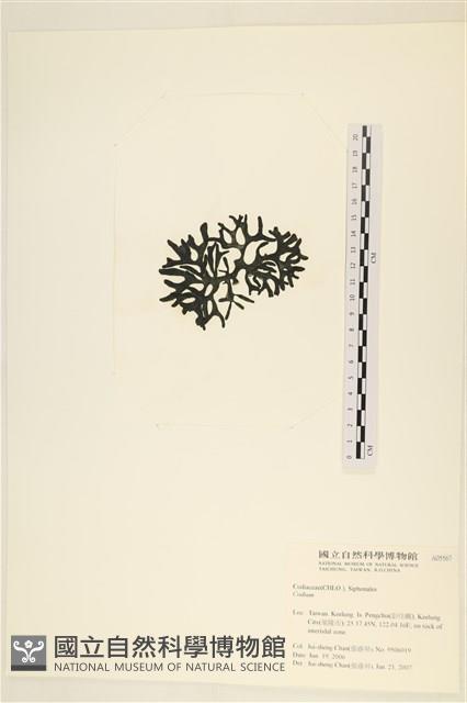 登錄號:A00005567藏品圖，第3張