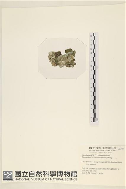 網球藻藏品圖，第3張