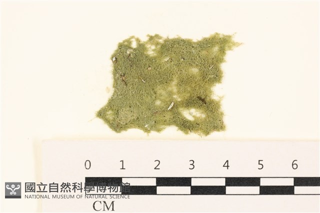 布氏藻藏品圖，第1張