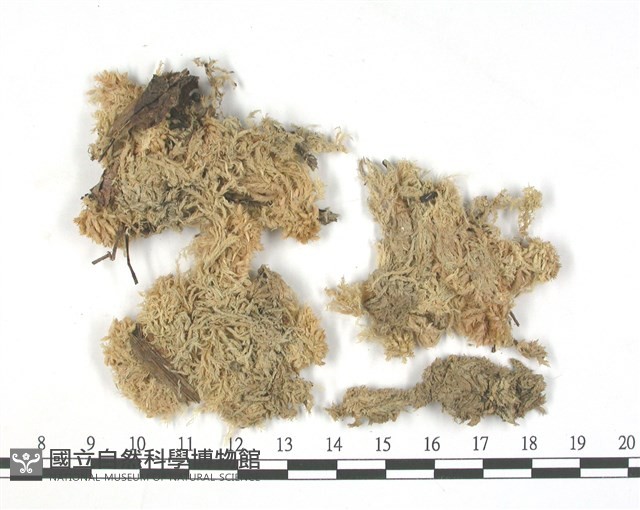 暖地泥炭蘚藏品圖，第3張