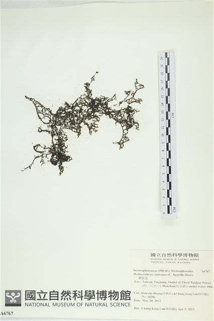 網胰藻藏品圖，第1張