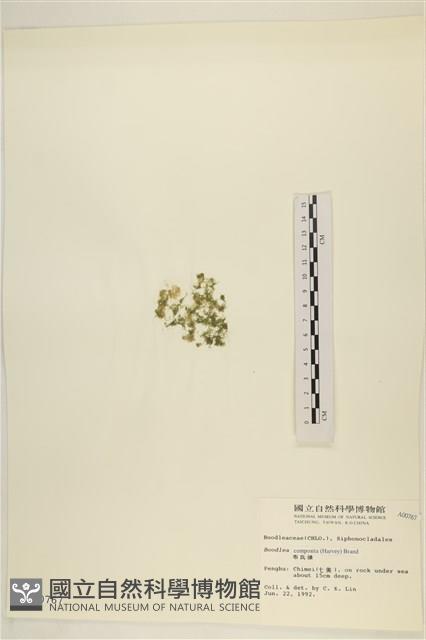 布氏藻藏品圖，第3張