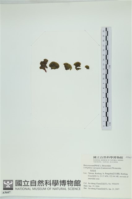 登錄號:A00005607藏品圖，第3張