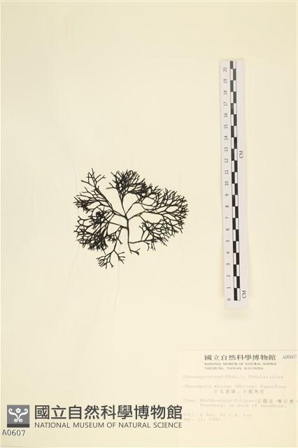 小毛孢藻, 小鹿角苔藏品圖，第3張